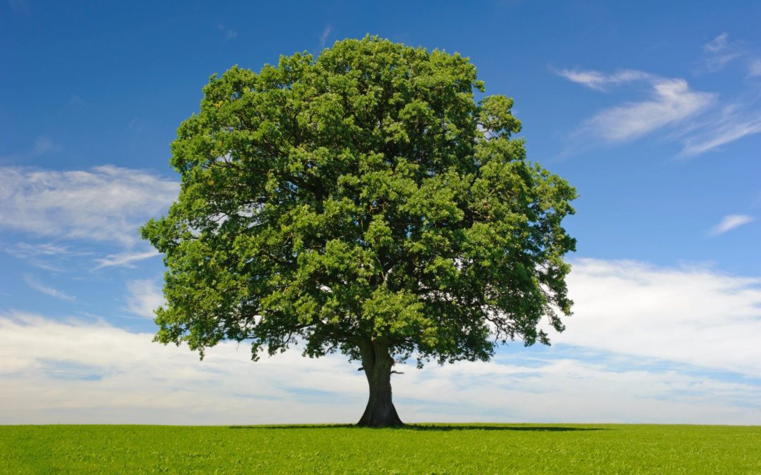 Using Breath to Access Your Nervous System