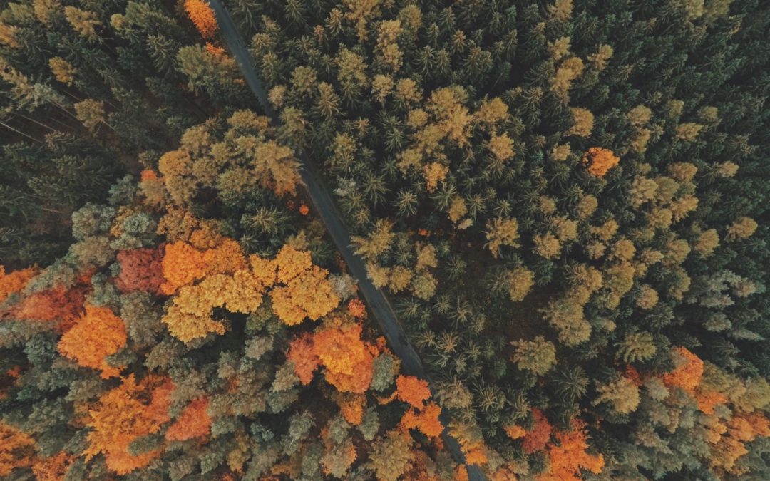 Ayurveda and Transitioning to Fall