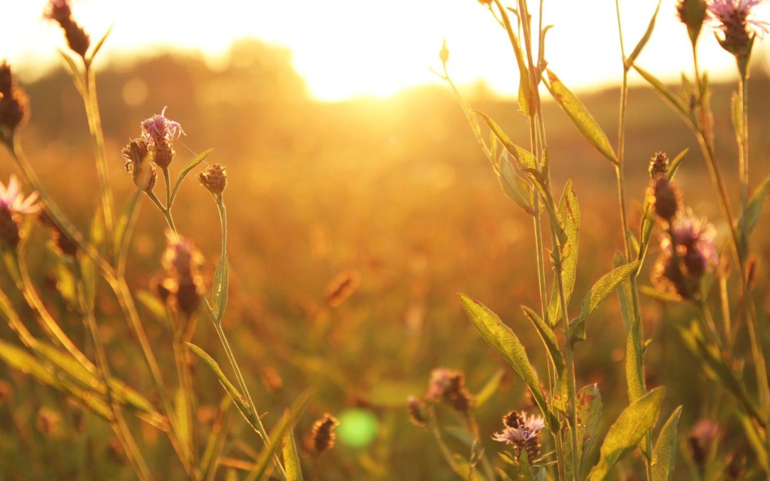 Ayurvedic Lifestyle Practices for Fall