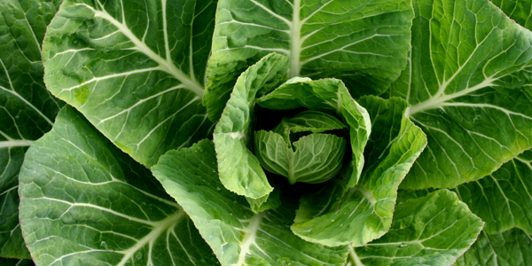 Ayurvedic Grocery Basics 