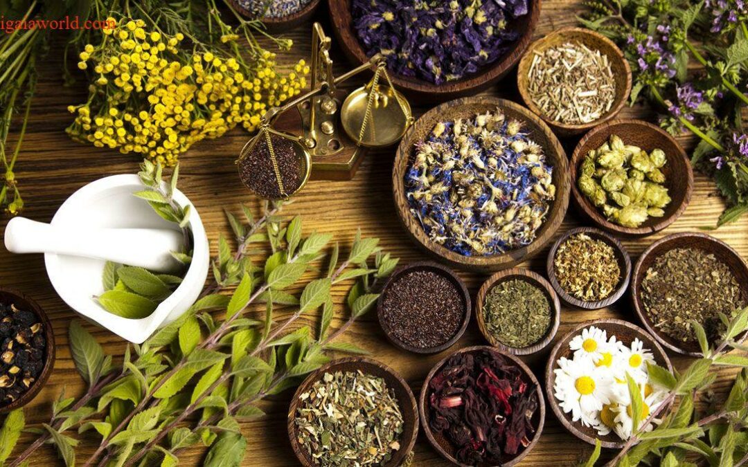 Ayurveda and Holistic Herbology