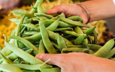 Ayurveda and Gut Health