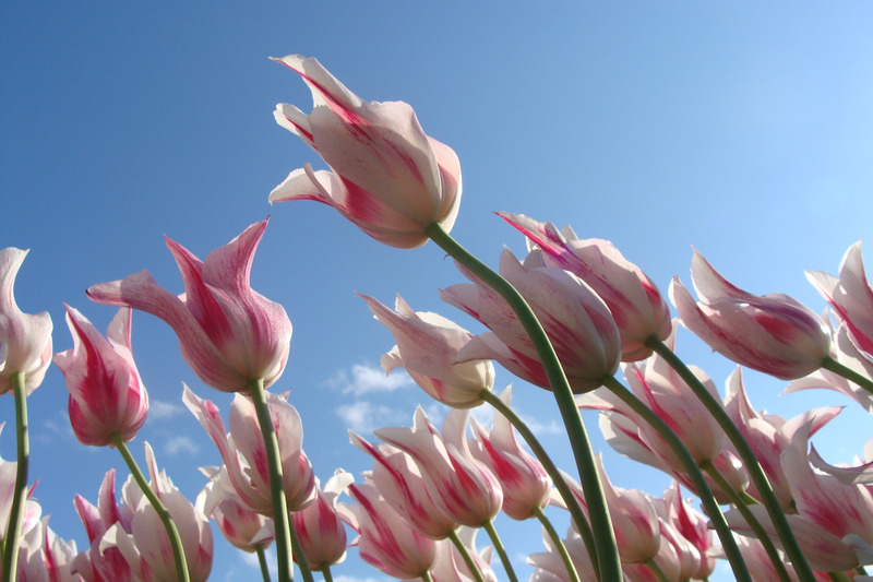 Beginners Spring Cleanse