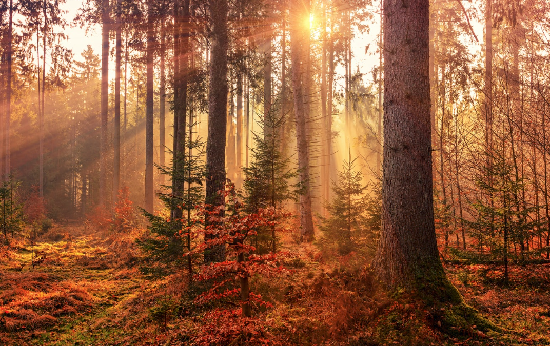 Transitioning into Vata Season (Fall Equinox)