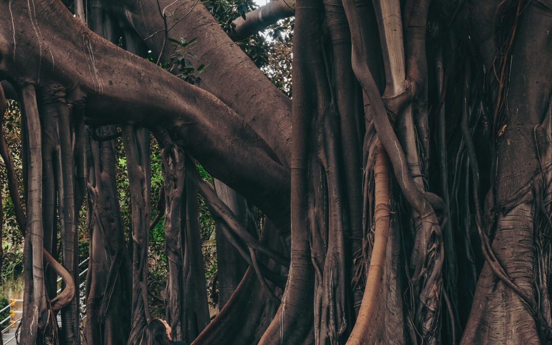 Aligning Chakras – Root Chakra