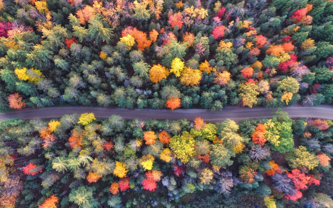 Beginning Fall Transition