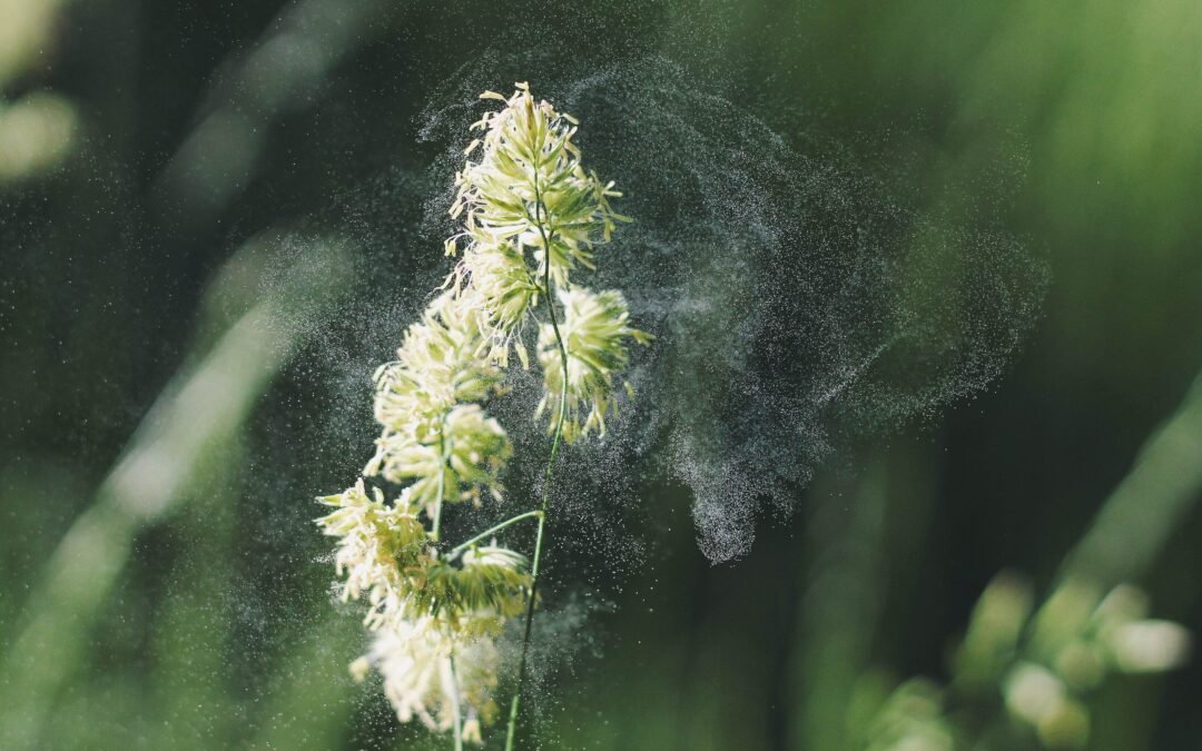 Escaping Seasonal Allergies