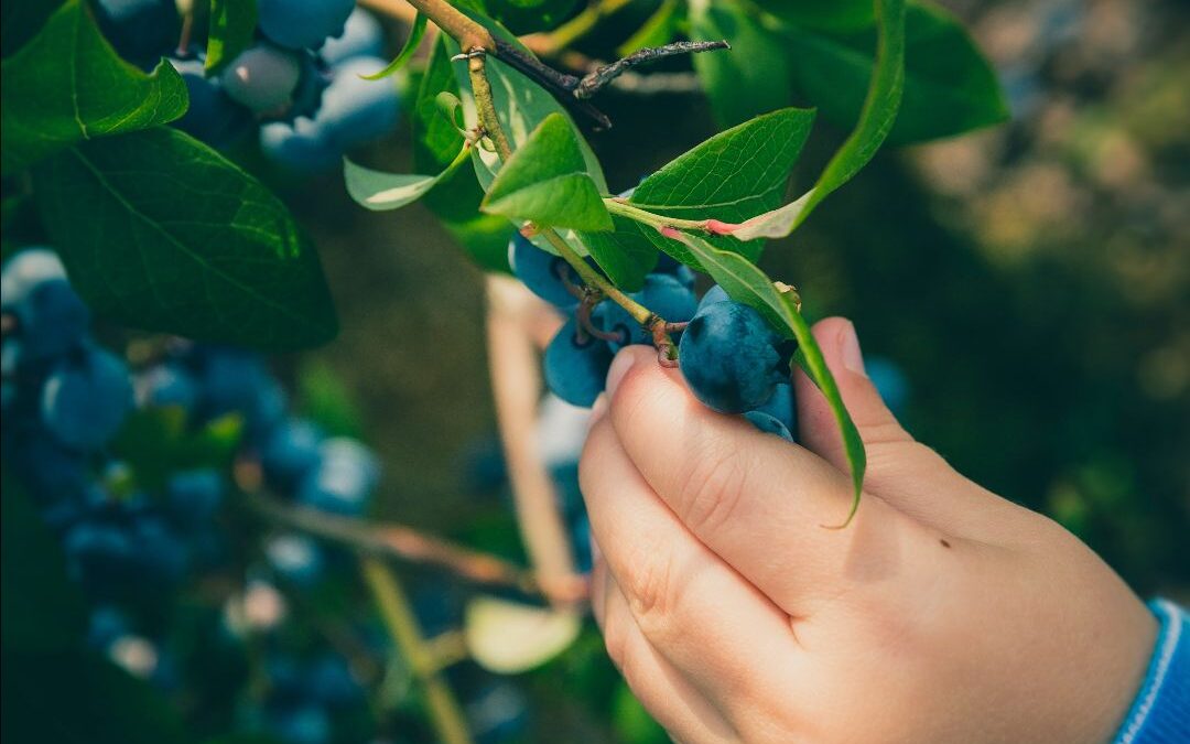 Food Qualities and Healing from the Inside Out