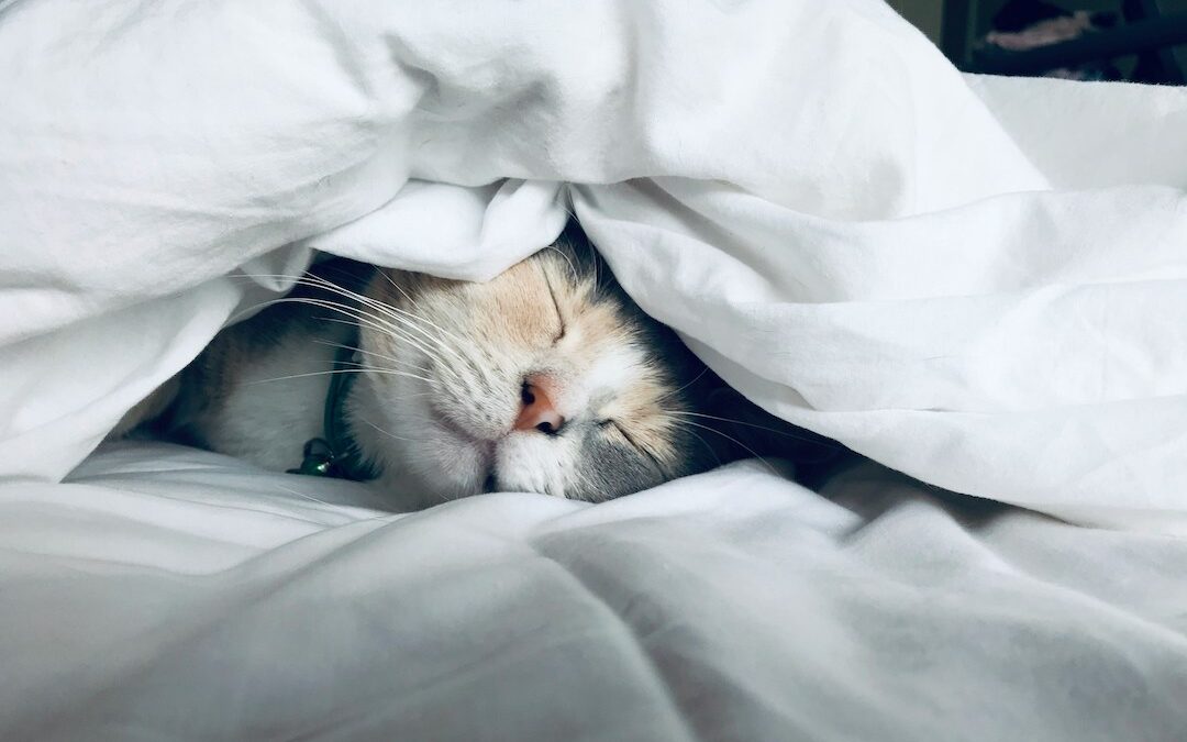 Ayurveda and Sleep
