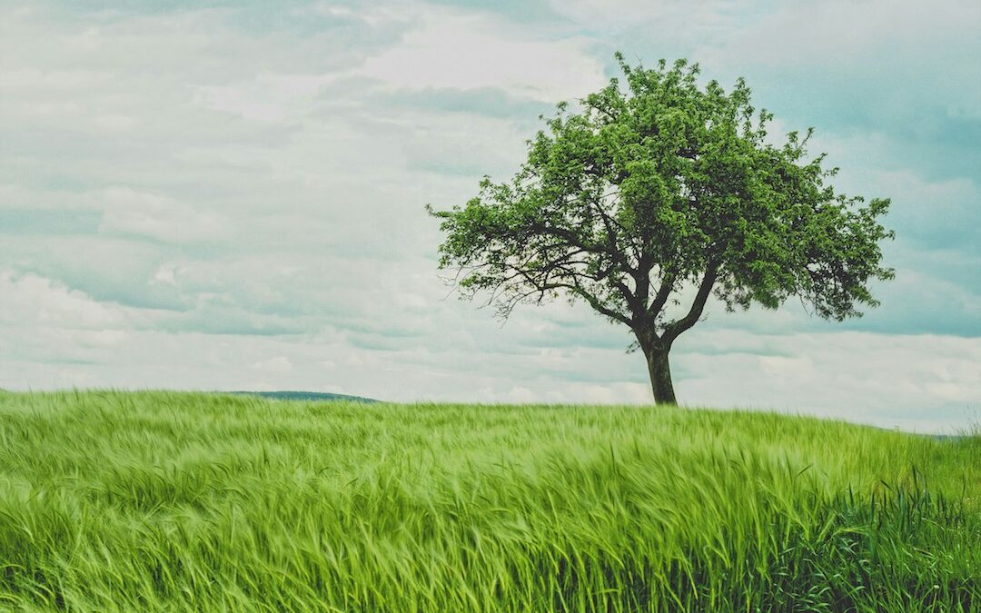 Tree Of Life