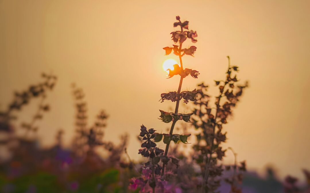 Holy Basil (Tulsi)