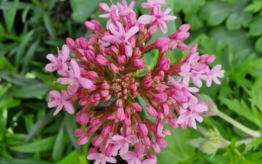 Plants to Know – A Brief Spotlight of Ayurvedic Herbs