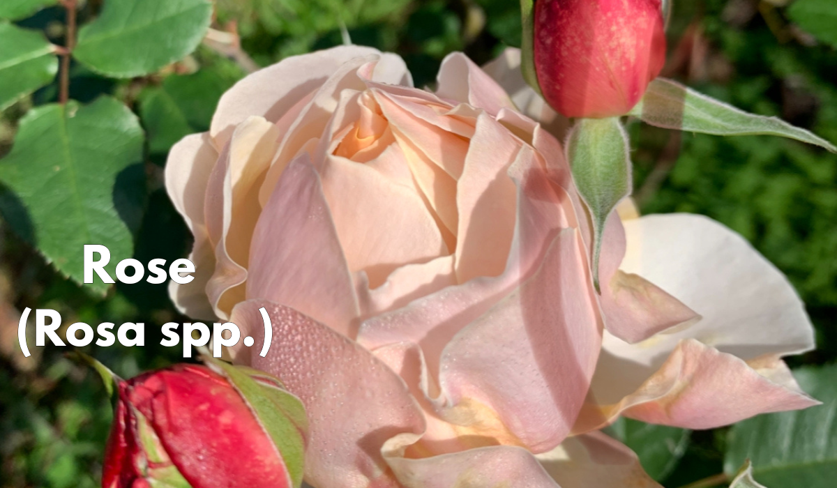 Ayurvedic Herbal Spotlight: Rose