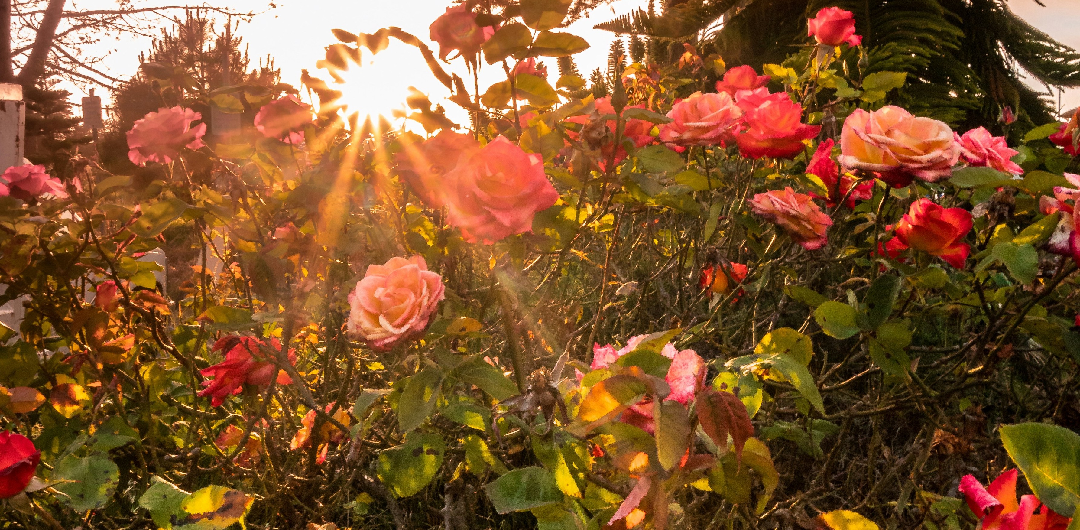 How to Build Ojas for Your Dosha