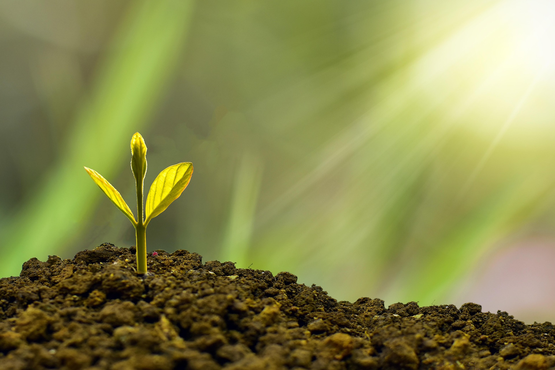 Lighten, Awaken, Realign: Late Spring Ayurvedic Tips