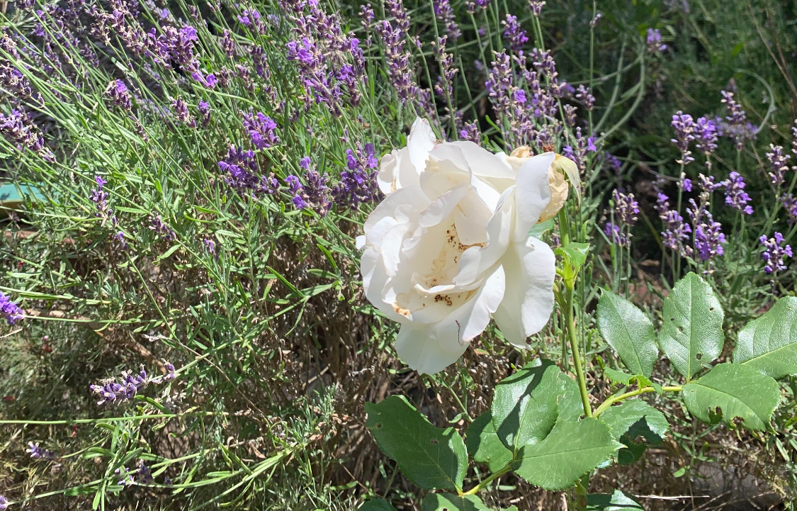 Nurturing the Feminine: Ayurvedic Approach to Women’s Health
