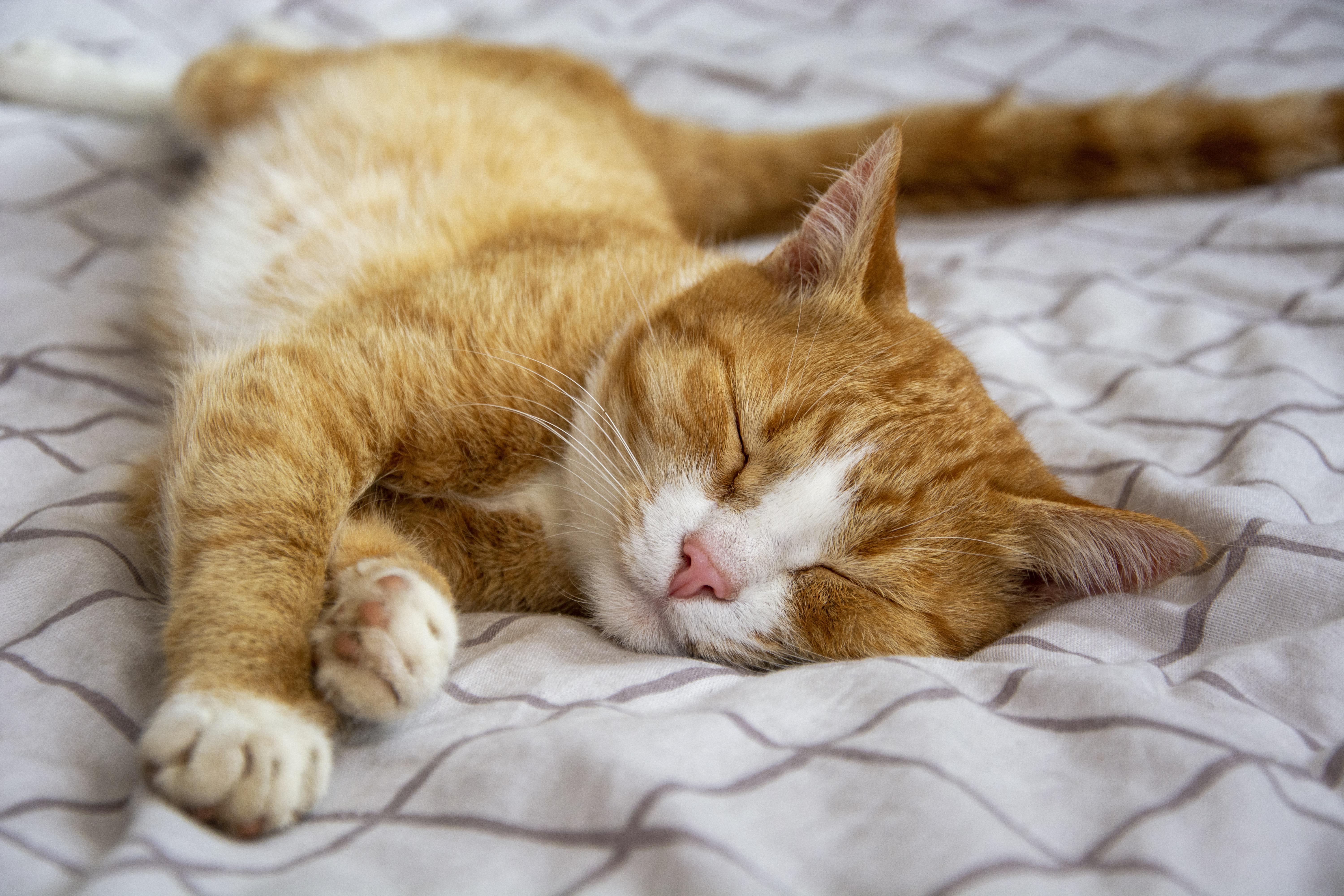 Summer Sleep According to Ayurveda