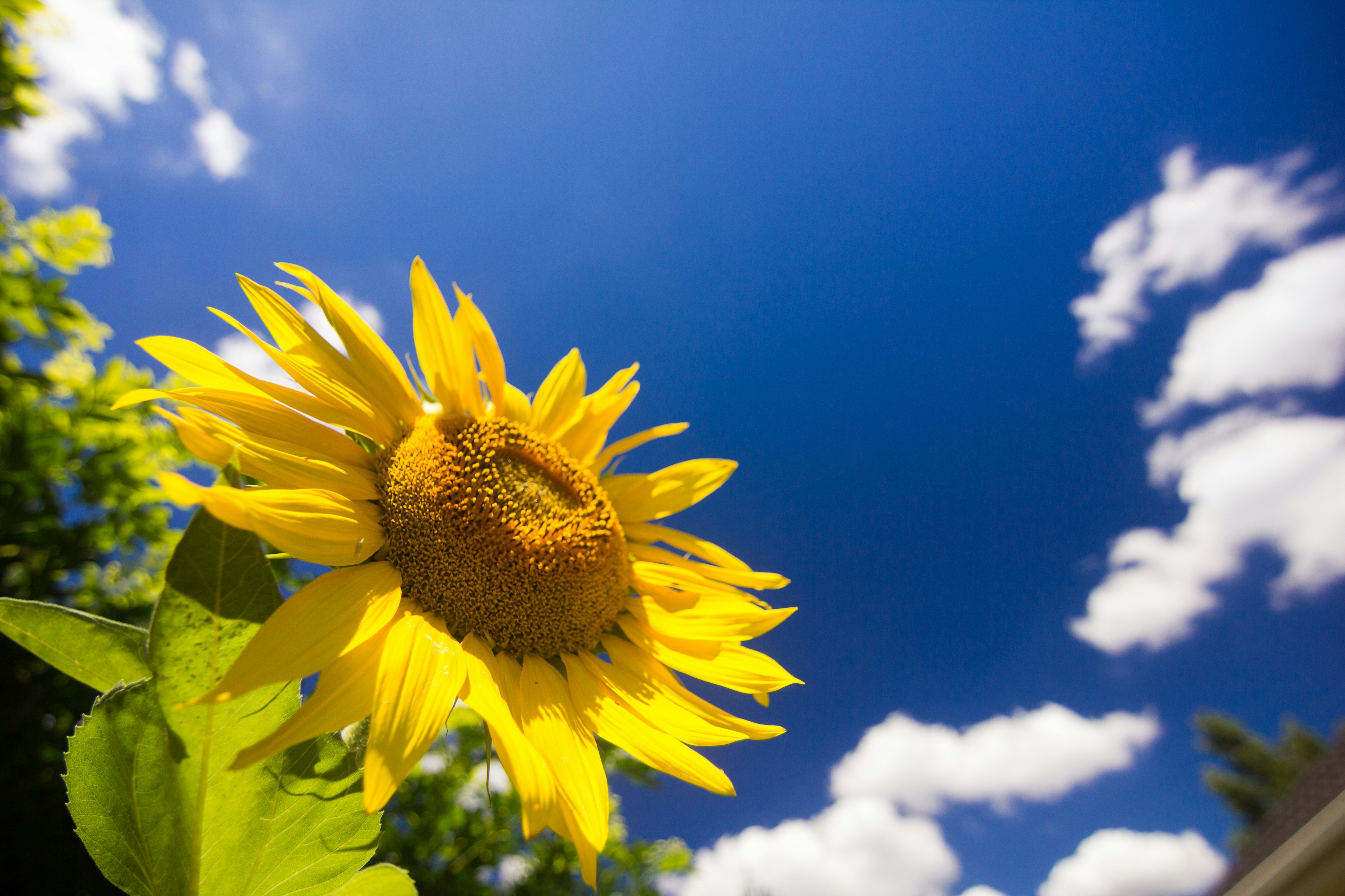 The Fire of Agni: Summer Digestion For Your Dosha
