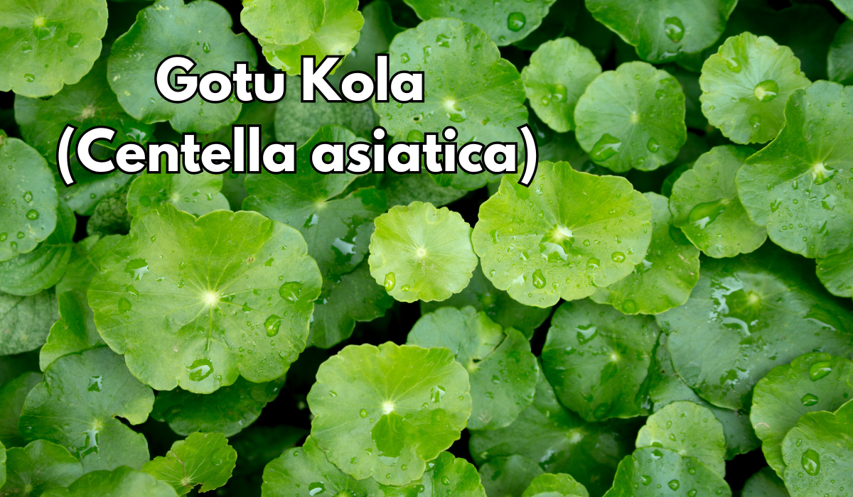 Ayurvedic Herbal Spotlight: Gotu Kola (Centella asiatica)