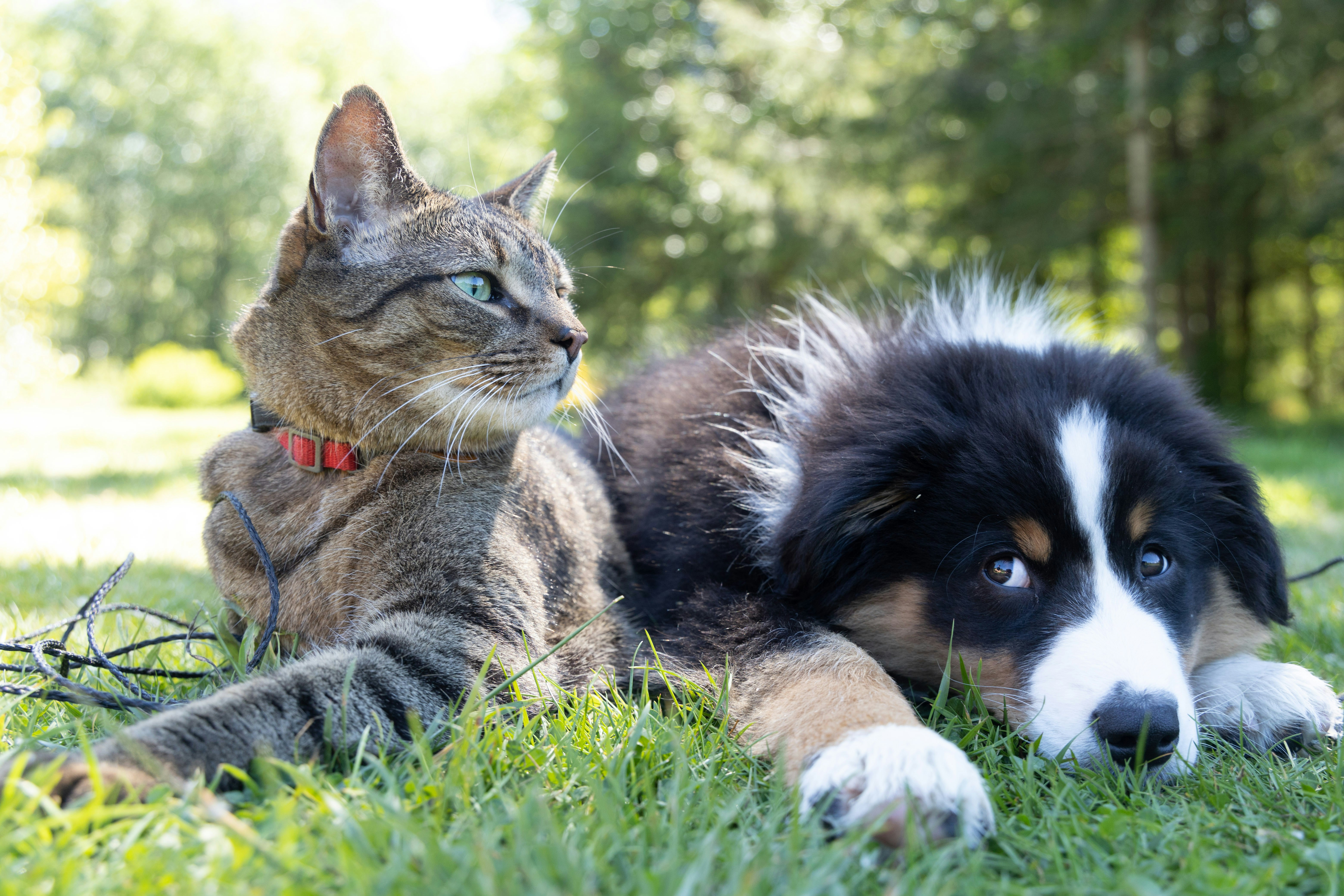 Ayurveda for Dogs and Cats!