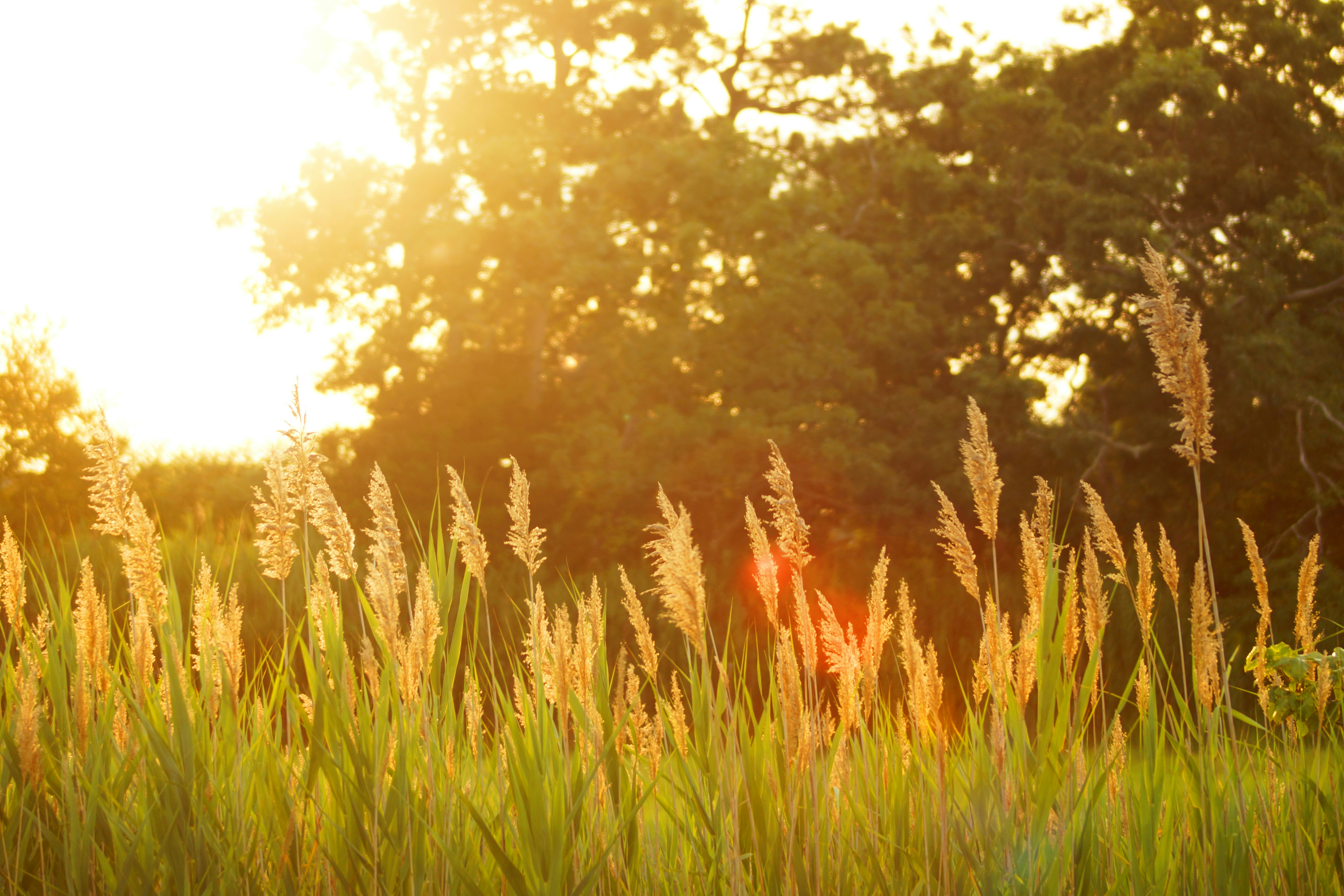 The In-Between Season: Late Summer Ayurvedic Tips